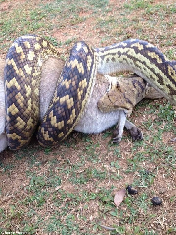 Horses are amazed to see a snake swallowing a pair of mice - Image 3