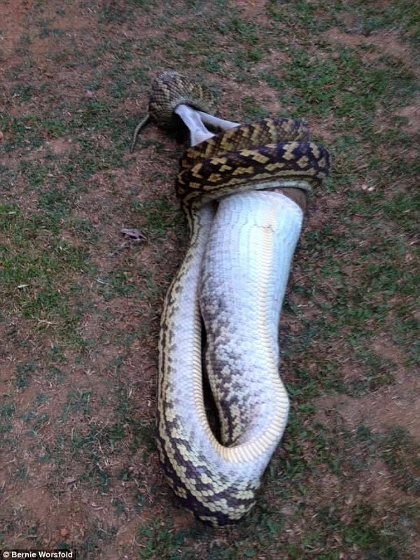 Horses are amazed to see a snake swallowing a group of mice - Image 4