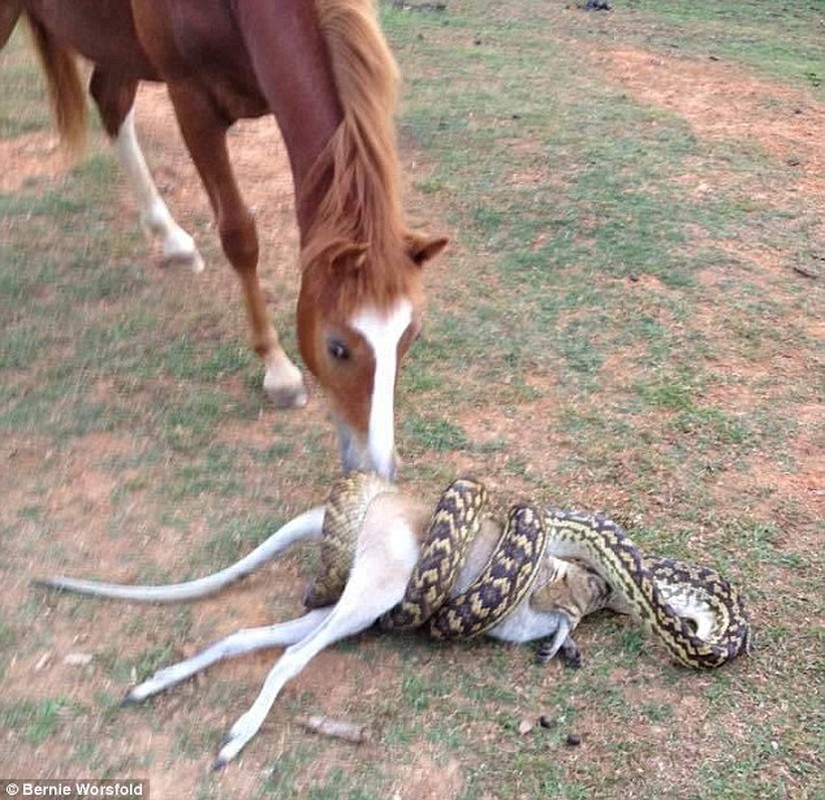 The horse was amazed to see the snake swallowing our mice.