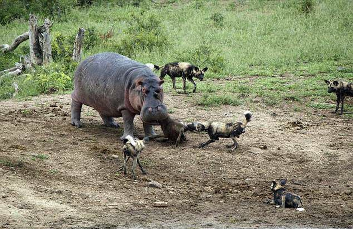После схватка. Бегемот в Африке. Гиппопотам против слона.