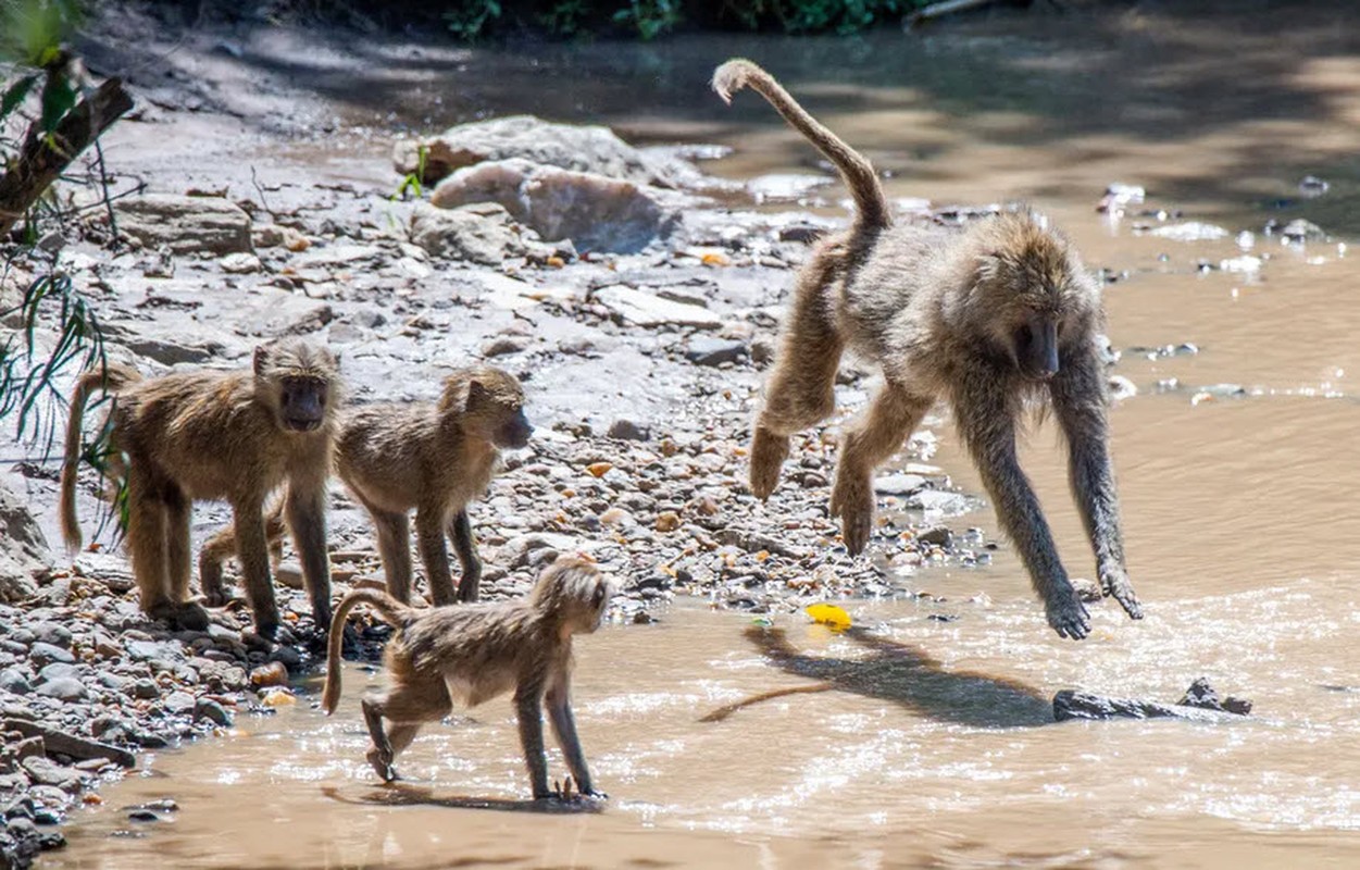 Anh dong vat: Chim diec quyet chien, khi tam nang...-Hinh-12