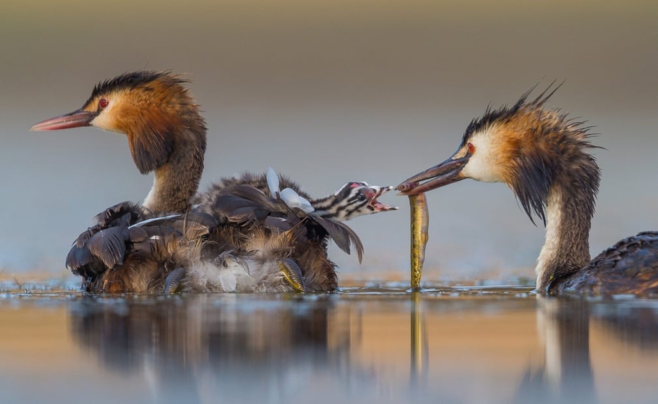 Anh dong vat: Chim lan mom moi cho con, khi au yem trong rung...