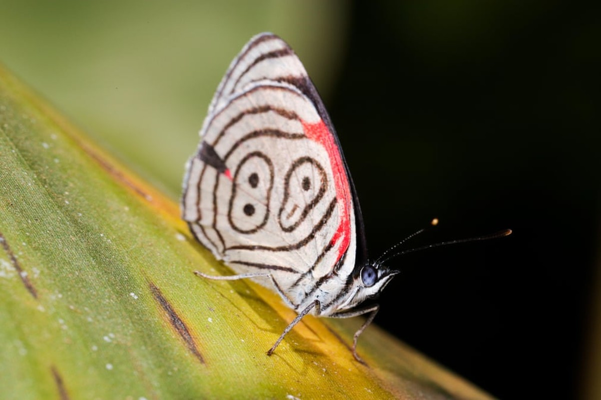 Anh dong vat: Meo duoi bat chim, su tu ngap...-Hinh-8