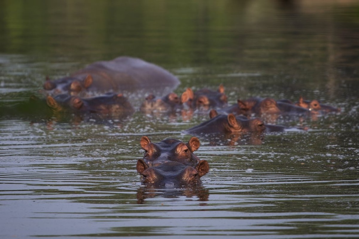 Anh dong vat: Cuoc quyet chien ac liet giua 4 con rong komodo-Hinh-6