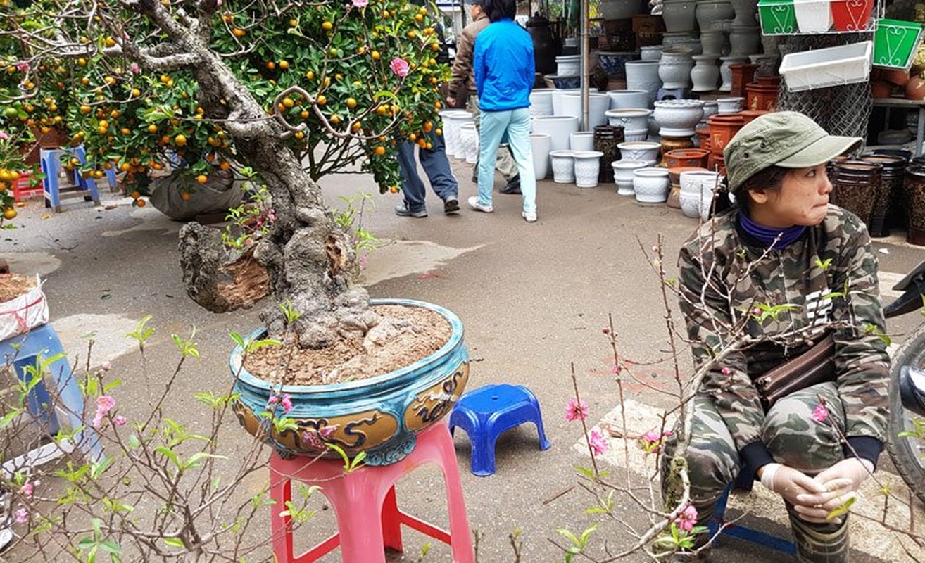 Sung sot cay dao 'di' nhat cho hoa Van Phuc - Ha Noi-Hinh-7