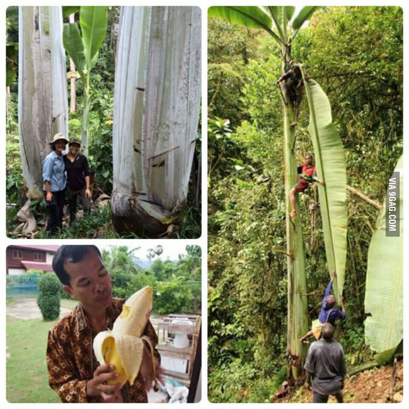 Ngo ngang nhung giong chuoi khong lo ky quac nhat hanh tinh