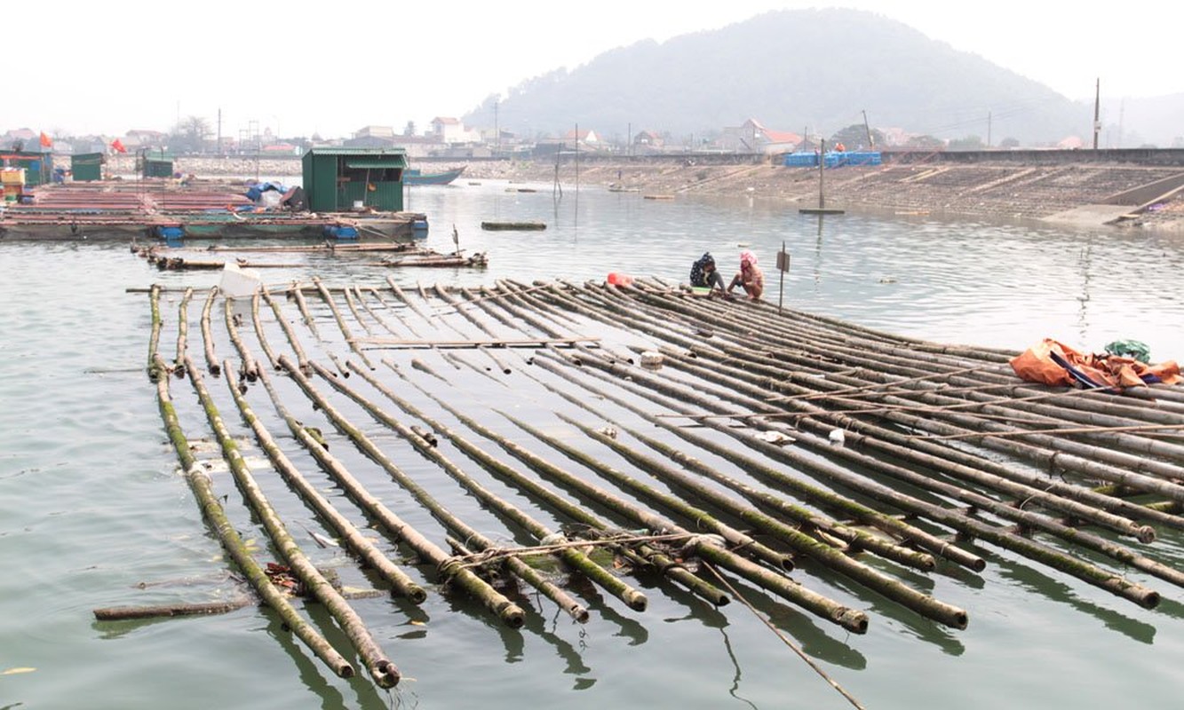 Tan mat ca su vang 8kg o Nghe An, 900 trieu chua ban-Hinh-2