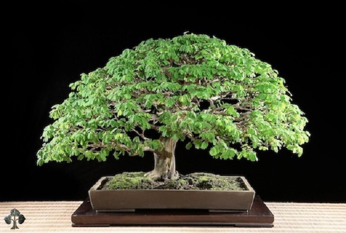 Da mat ngam loat bonsai co sieu dep, sieu di-Hinh-10