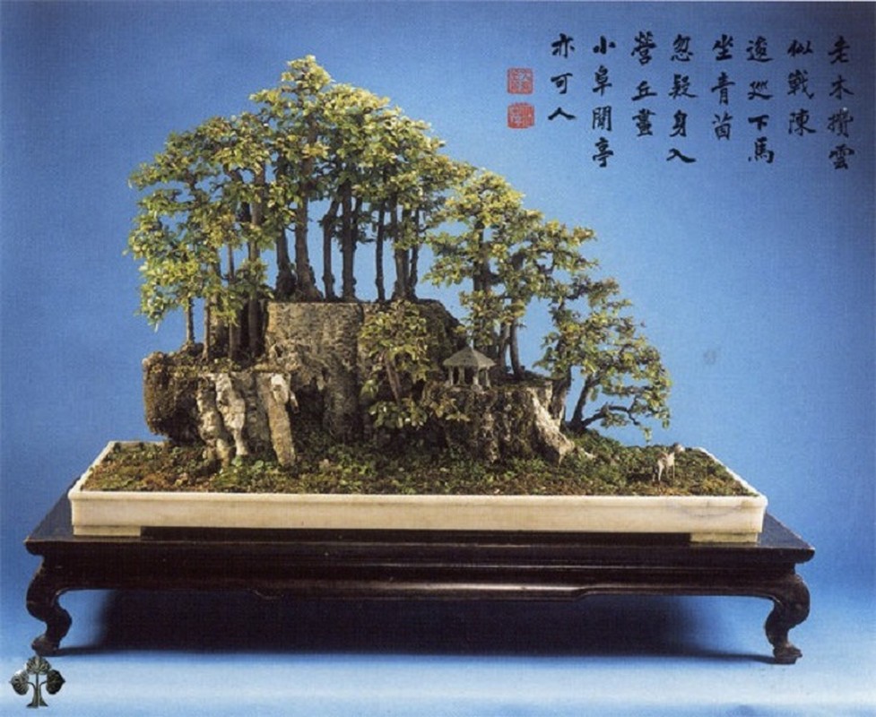 Da mat ngam loat bonsai co sieu dep, sieu di-Hinh-6