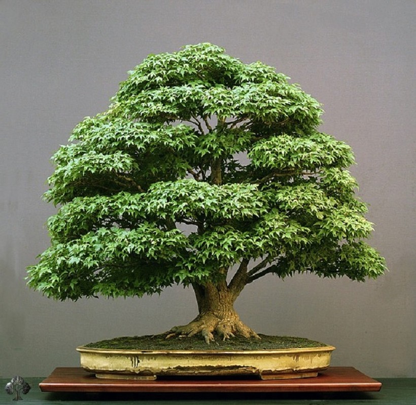 Da mat ngam loat bonsai co sieu dep, sieu di-Hinh-8