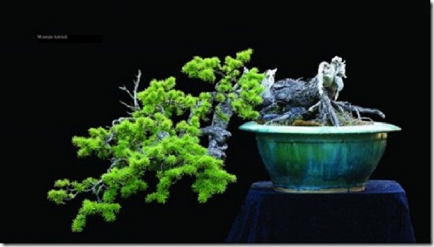 Da mat ngam loat bonsai co sieu dep, sieu di-Hinh-9