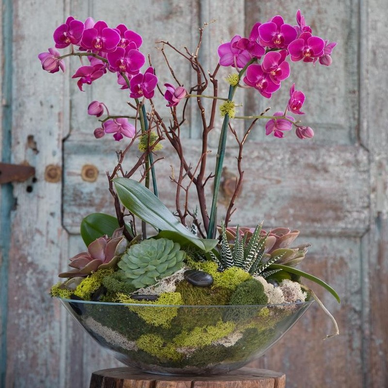 Man nhan loat bonsai phong lan dep hut mat-Hinh-3