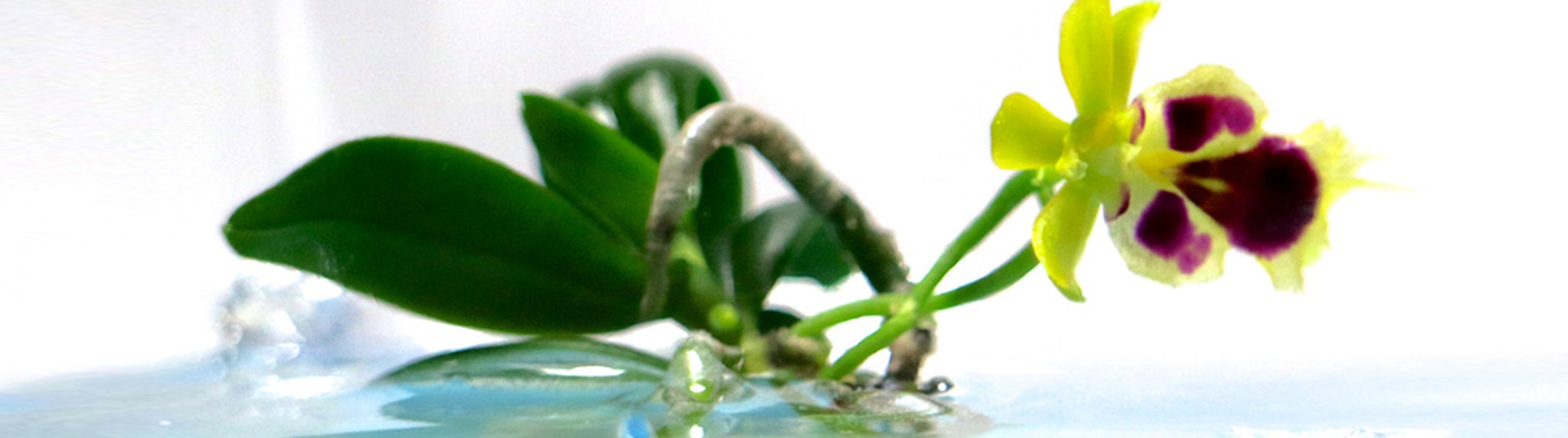 Man nhan loat bonsai phong lan dep hut mat-Hinh-9