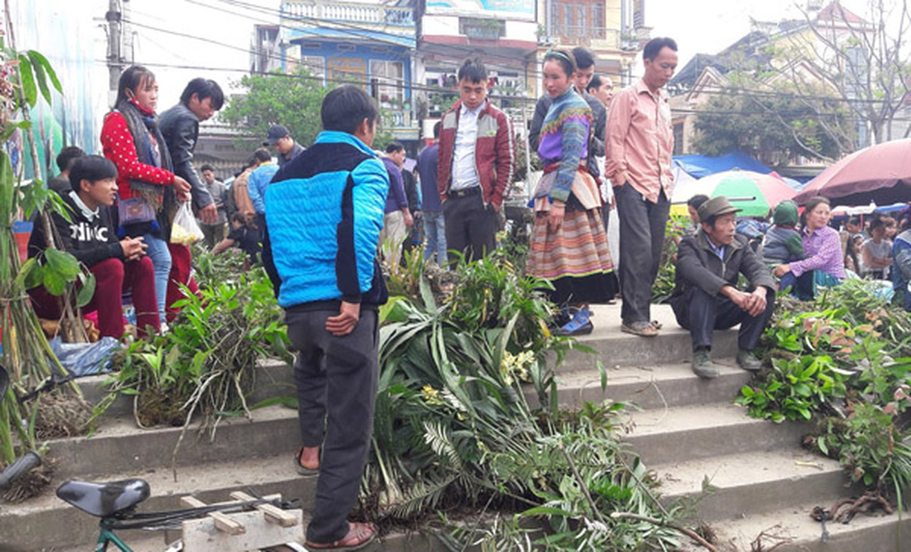 Ngam khu ban hoa lan doc dao o cho phien Bac Ha-Hinh-11