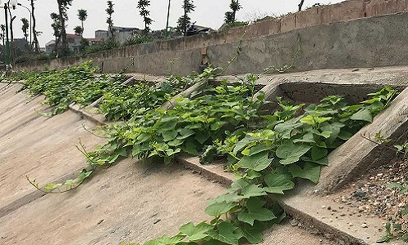 Khoet lo be tong trong rau: Ha thanh sanh cung Ha Giang