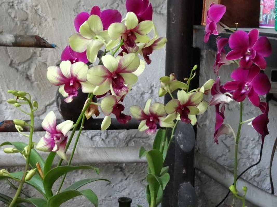 Ngam nhung ban cong day hoa phong lan cuc dep-Hinh-10