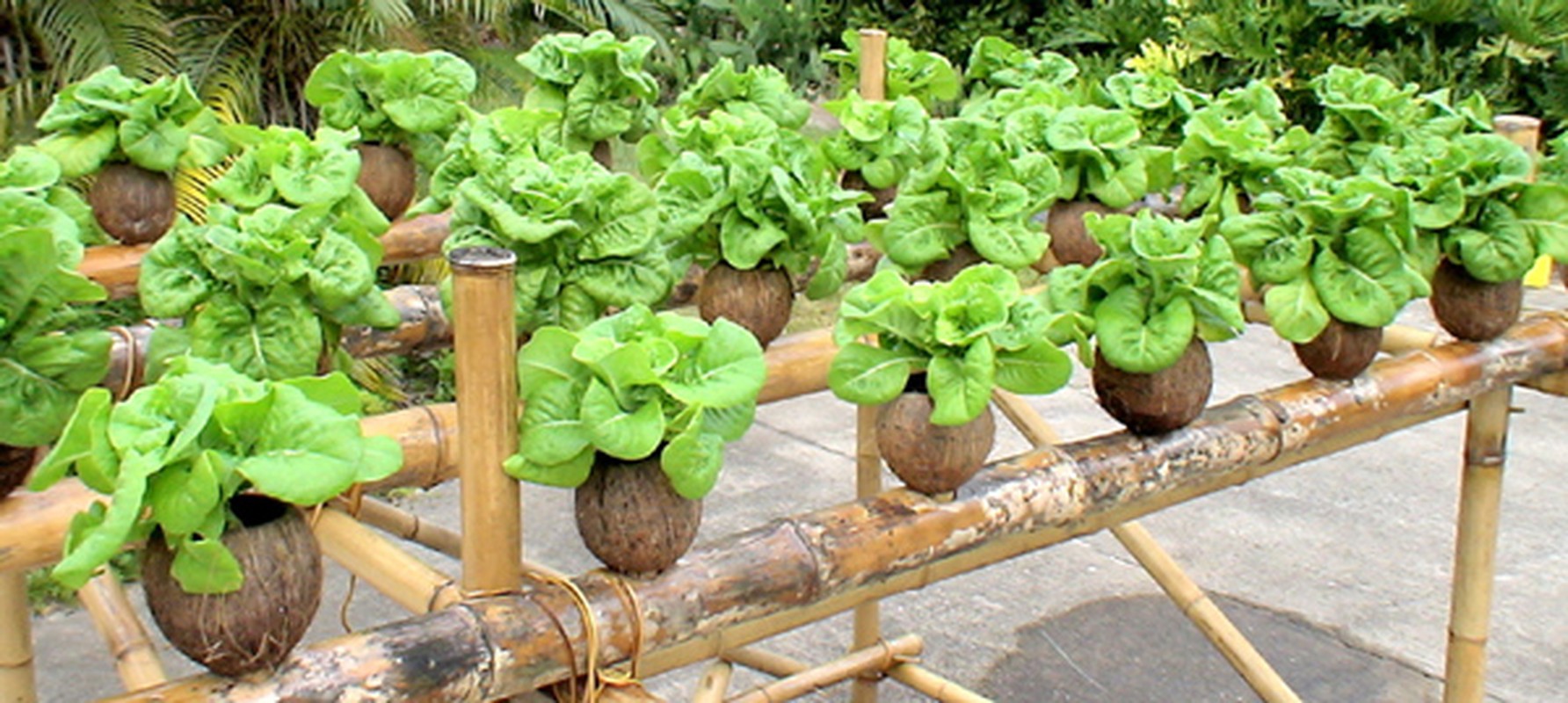 Nhung kieu trong cay ba dao khong bao gio lo “dung hang”-Hinh-15