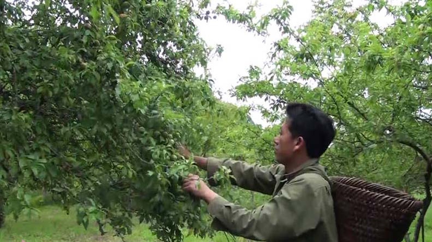 La lung thuong lai Trung Quoc rao riet mua trai cay non-Hinh-10