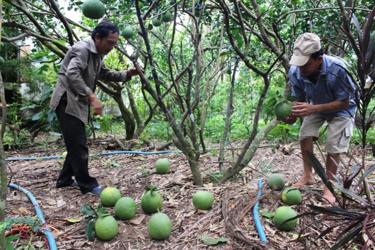 La lung thuong lai Trung Quoc rao riet mua trai cay non-Hinh-5