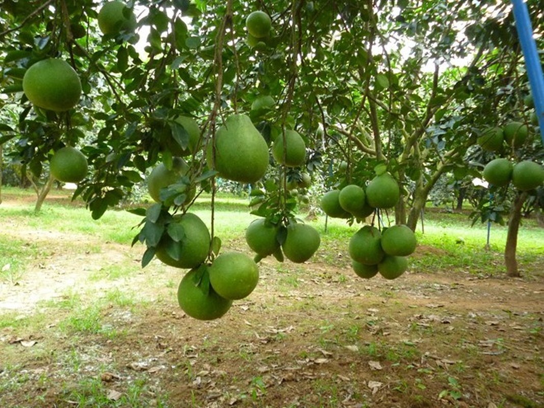 La lung thuong lai Trung Quoc rao riet mua trai cay non-Hinh-6