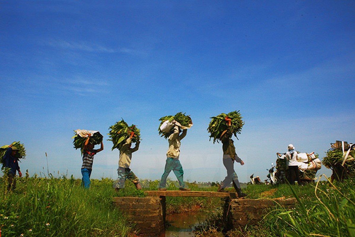 “Say” mui thuoc lao trong mua thu hoach la o Hai Phong-Hinh-4