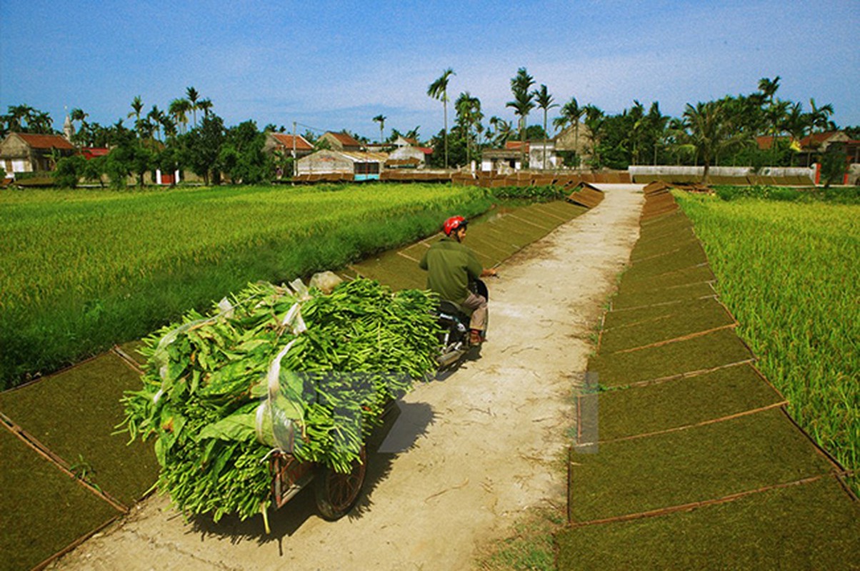 “Say” mui thuoc lao trong mua thu hoach la o Hai Phong-Hinh-5