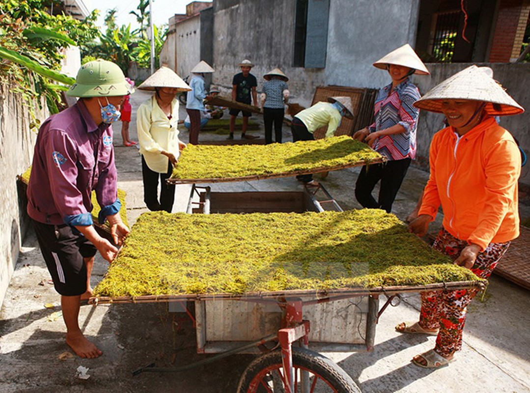 “Say” mui thuoc lao trong mua thu hoach la o Hai Phong-Hinh-8