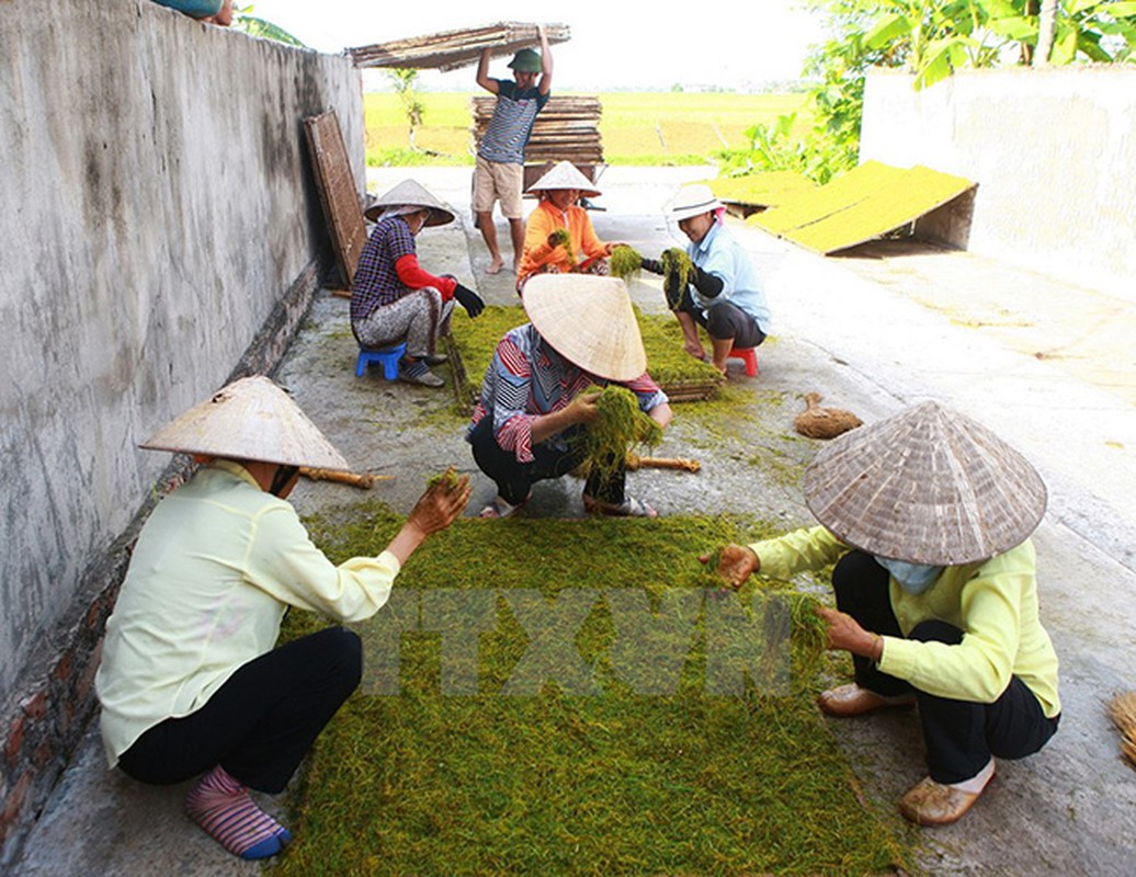 “Say” mui thuoc lao trong mua thu hoach la o Hai Phong-Hinh-9