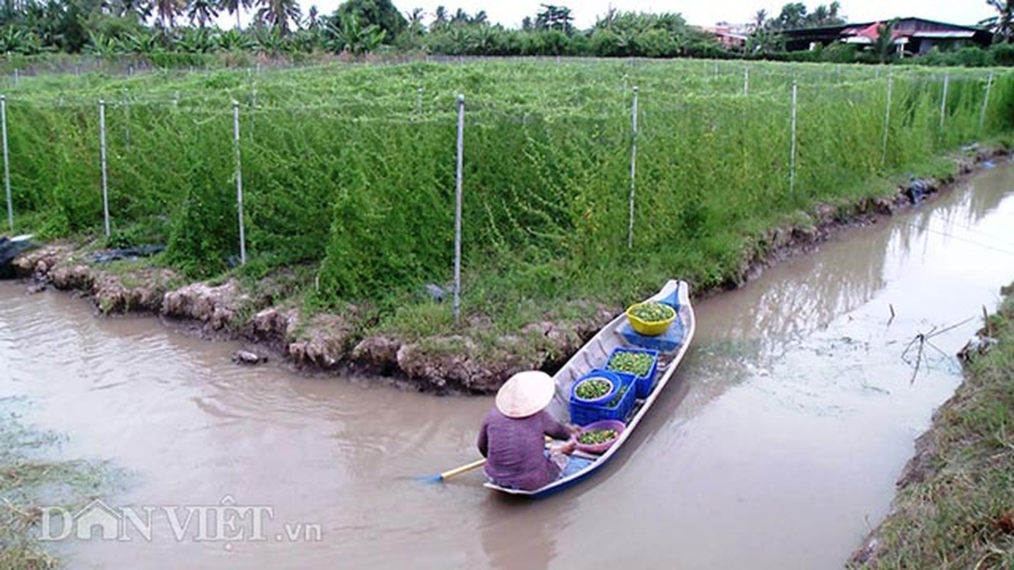 Muot mat ngam 10ha kho qua rung “sach” giua dong bang-Hinh-11