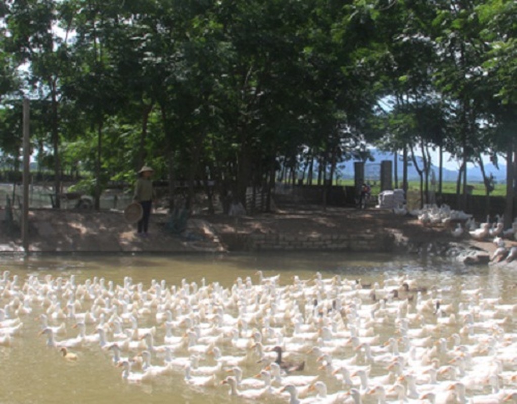 Nhung vat nuoi rot gia tham nam 2017 khien nguoi dan lao dao-Hinh-9