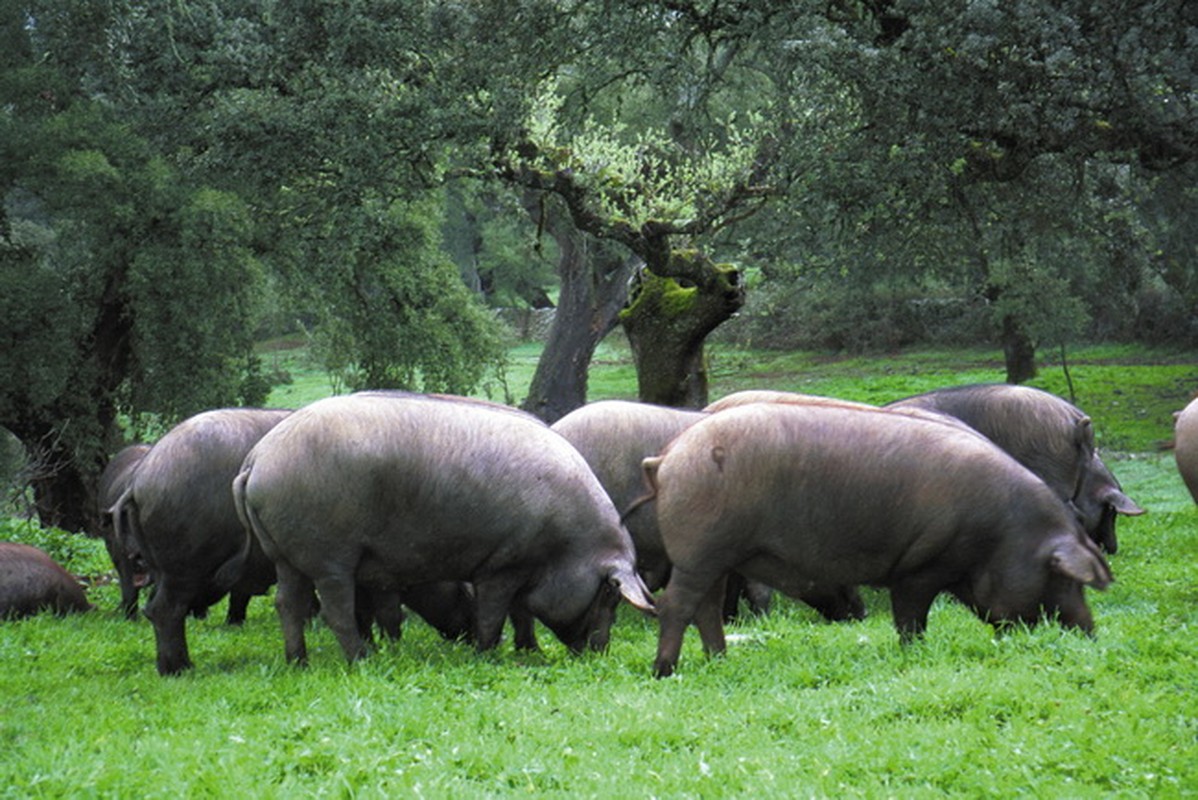 Vi sao thit lon den Tay Ban Nha co gia &quot;tren troi&quot; 3,5 trieu/kg?-Hinh-2