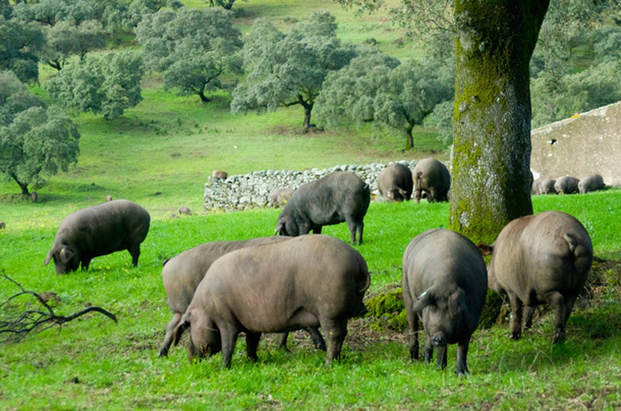 Vi sao thit lon den Tay Ban Nha co gia &quot;tren troi&quot; 3,5 trieu/kg?-Hinh-3