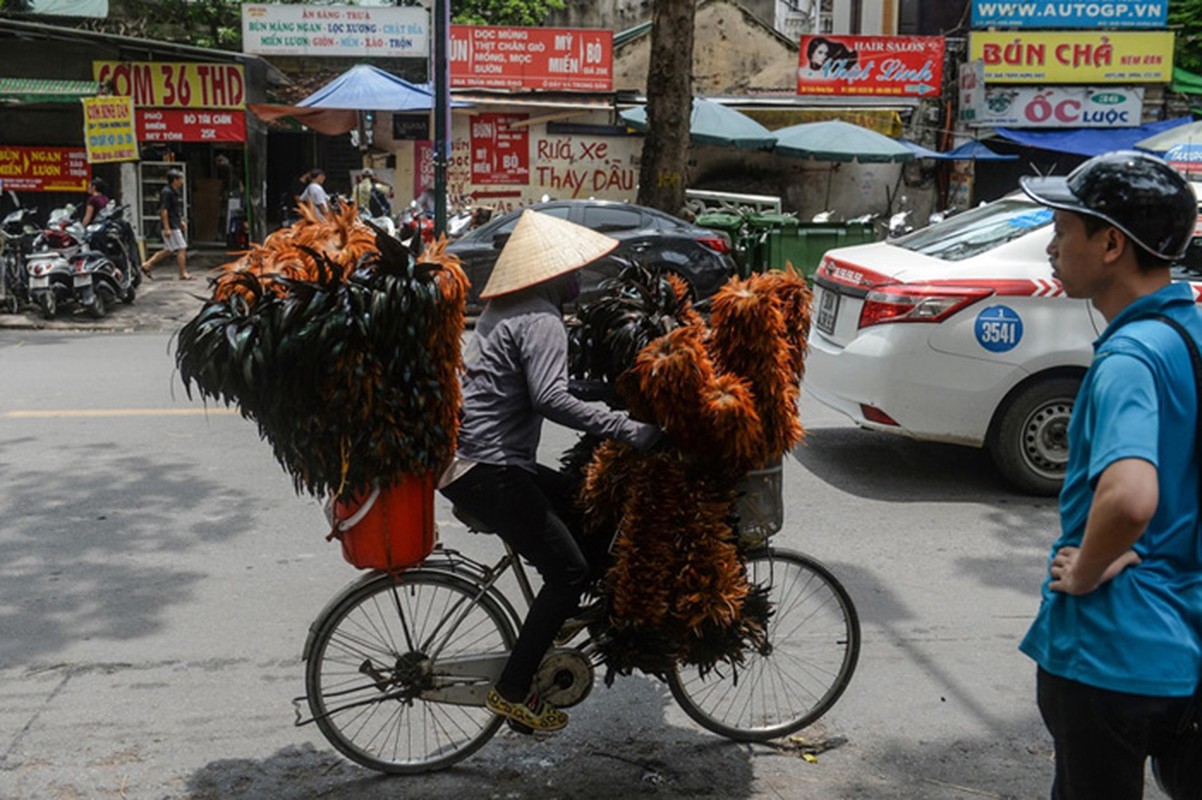 Cuoc chien ton tai khoc liet cua choi long ga Viet-Hinh-6