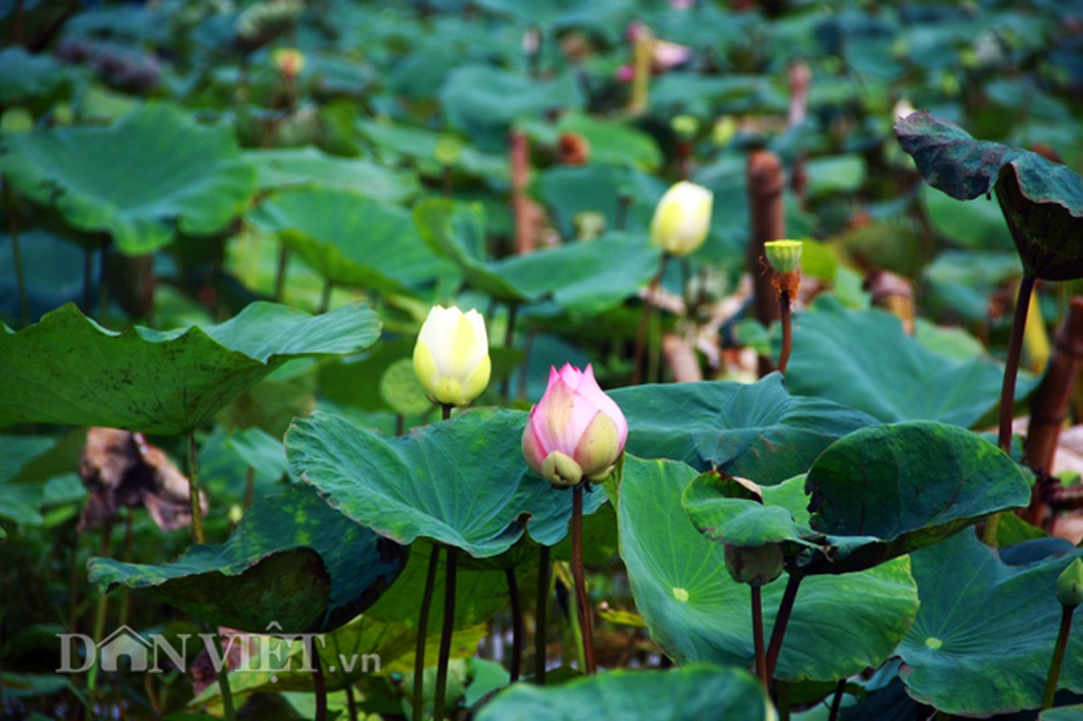 Bo suu tap sen “khung- la- hiem” cua tay choi khet tieng vinh Bac Bo-Hinh-11