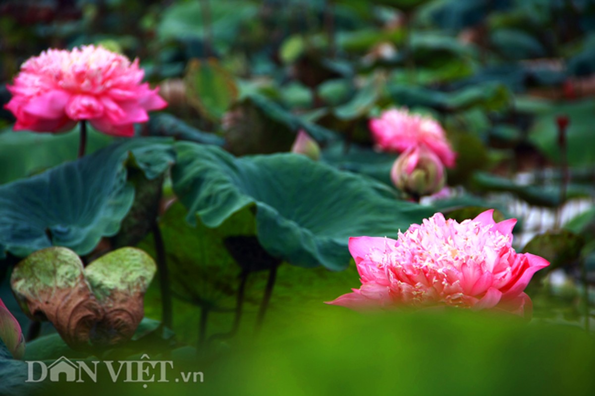 Bo suu tap sen “khung- la- hiem” cua tay choi khet tieng vinh Bac Bo-Hinh-14