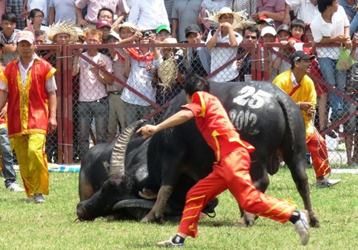 Trau choi huc chet chu o Do Son gia bao nhieu?-Hinh-10