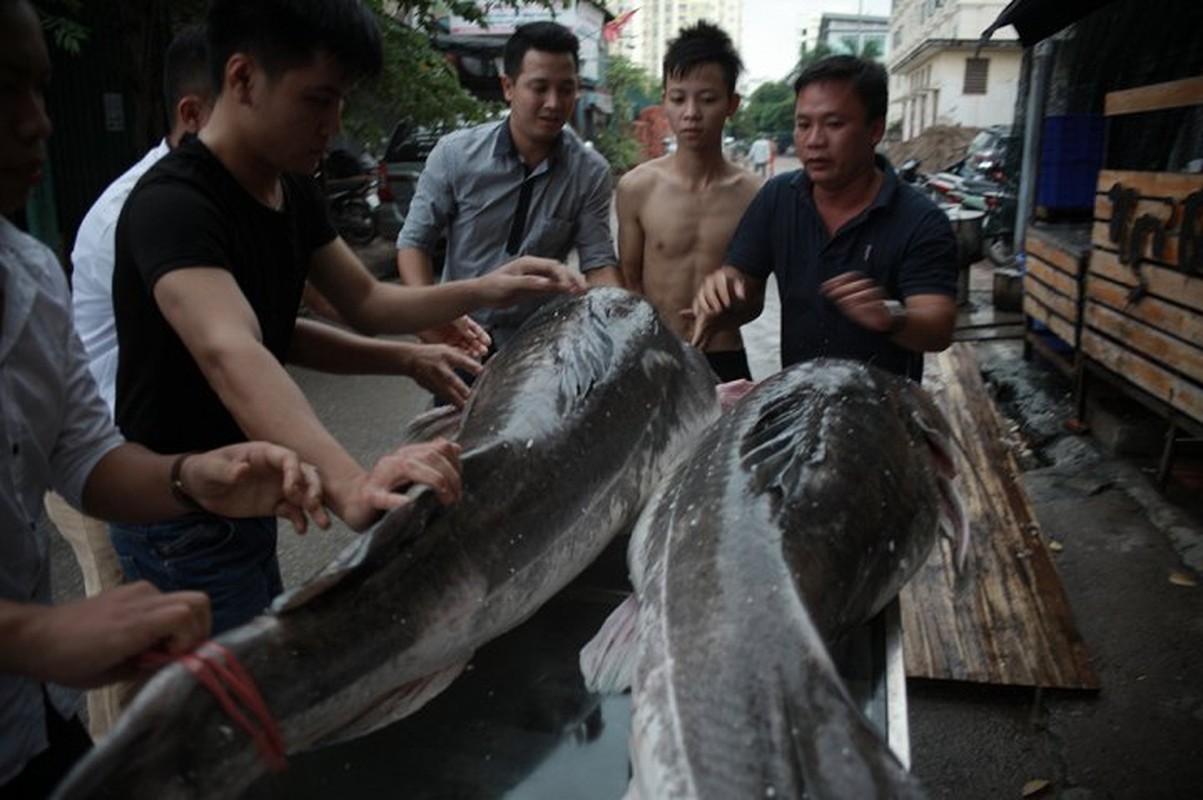 Ca lang khung 300kg &quot;boi&quot; tu Campuchia ve Ha Noi phuc vu dan nhau-Hinh-3