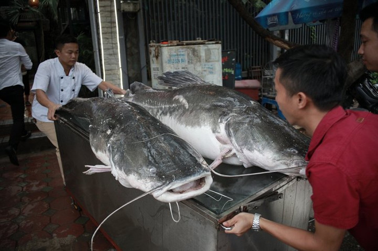 Ca lang khung 300kg &quot;boi&quot; tu Campuchia ve Ha Noi phuc vu dan nhau-Hinh-6