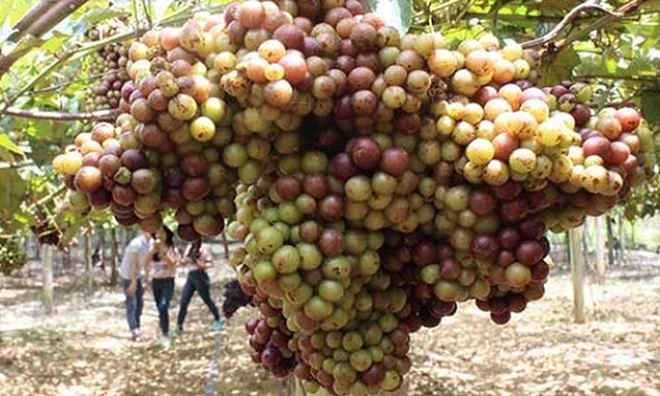 Khach nuom nuop den vuon nho rung cua lao nong “khung” Tay Ninh-Hinh-2