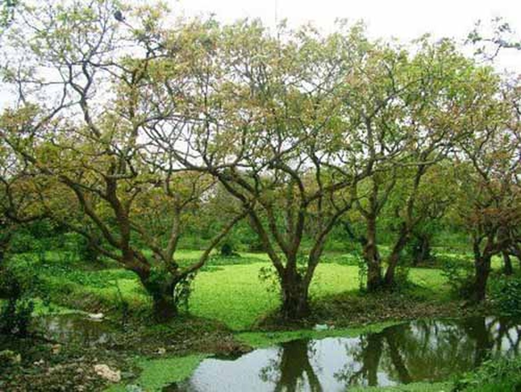 Choang vang nhung cay loc vung bac ty o Viet Nam-Hinh-13