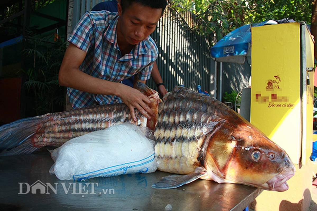 Cap ca gia hon nua chi vang/kg phuc vu dai gia Ha Noi-Hinh-2