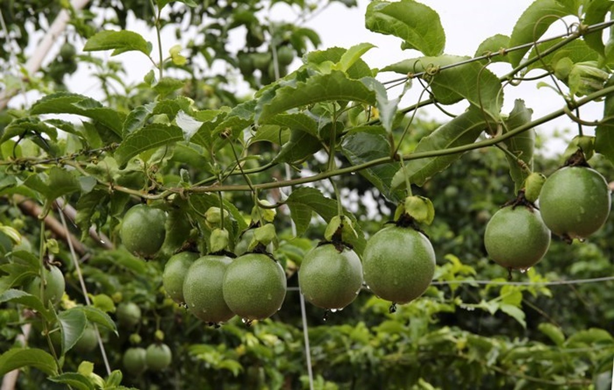 Them nghe tay trai hai ra tien cua bau Duc-Hinh-6