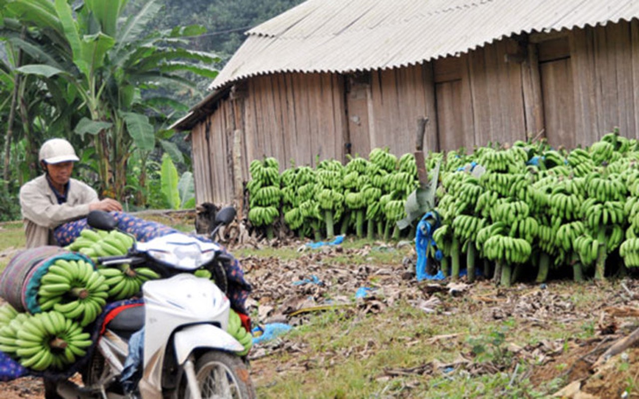 Vua chuoi Lao Cai chin vang khap noi, gia re nhu beo-Hinh-8