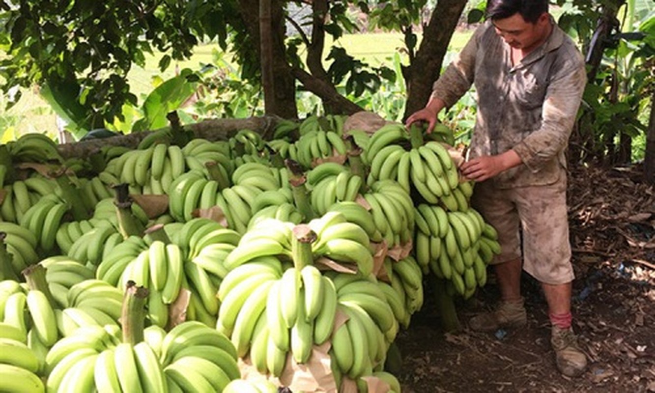 Vua chuoi Lao Cai chin vang khap noi, gia re nhu beo