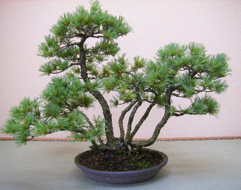 Me man loat tuyet tac rung bonsai sieu dep-Hinh-10