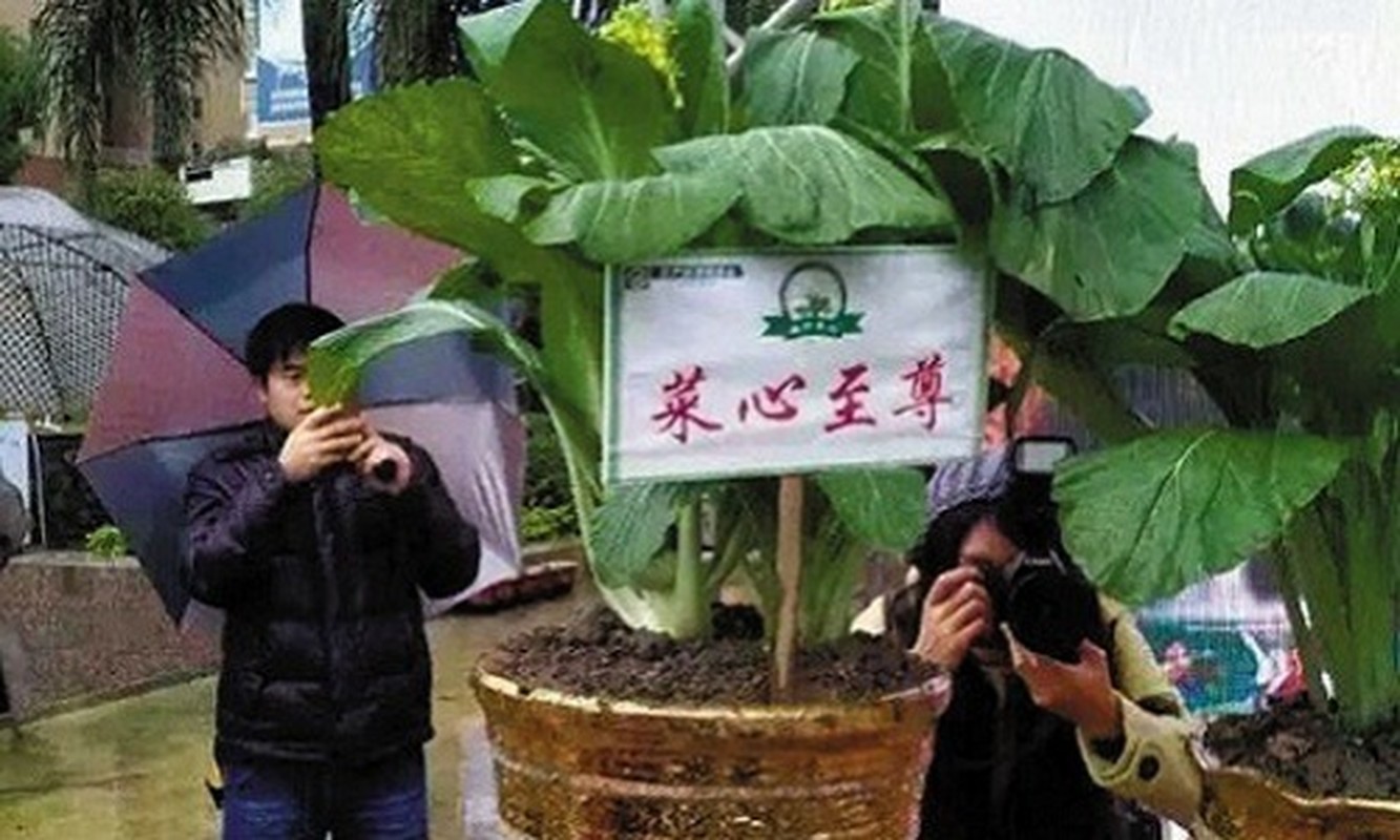 Choang nhung loai rau dat hon vang danh cho ty phu