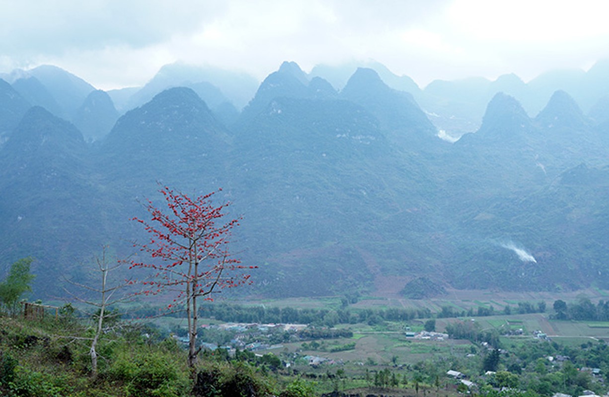 Anh: Xao xuyen mua hoa gao no do ruc cac mien que-Hinh-4