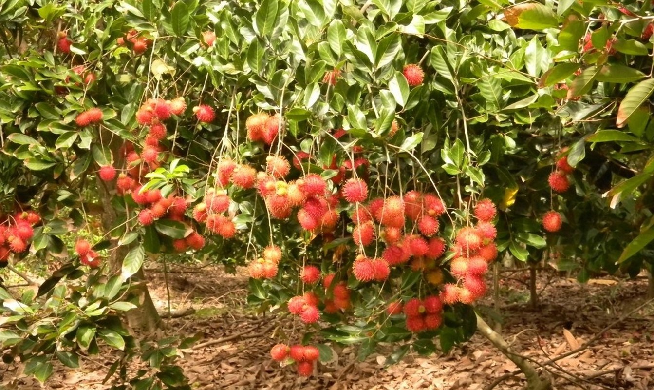 Ngam vuon chom chom Viet lan dau xuat khau sang New Zealand-Hinh-7