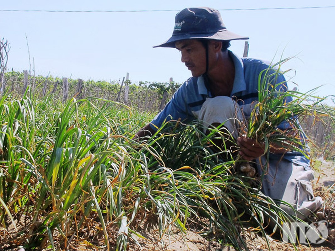 Toi Phan Rang gia 200.000 dong/kg co gi dac biet?-Hinh-10