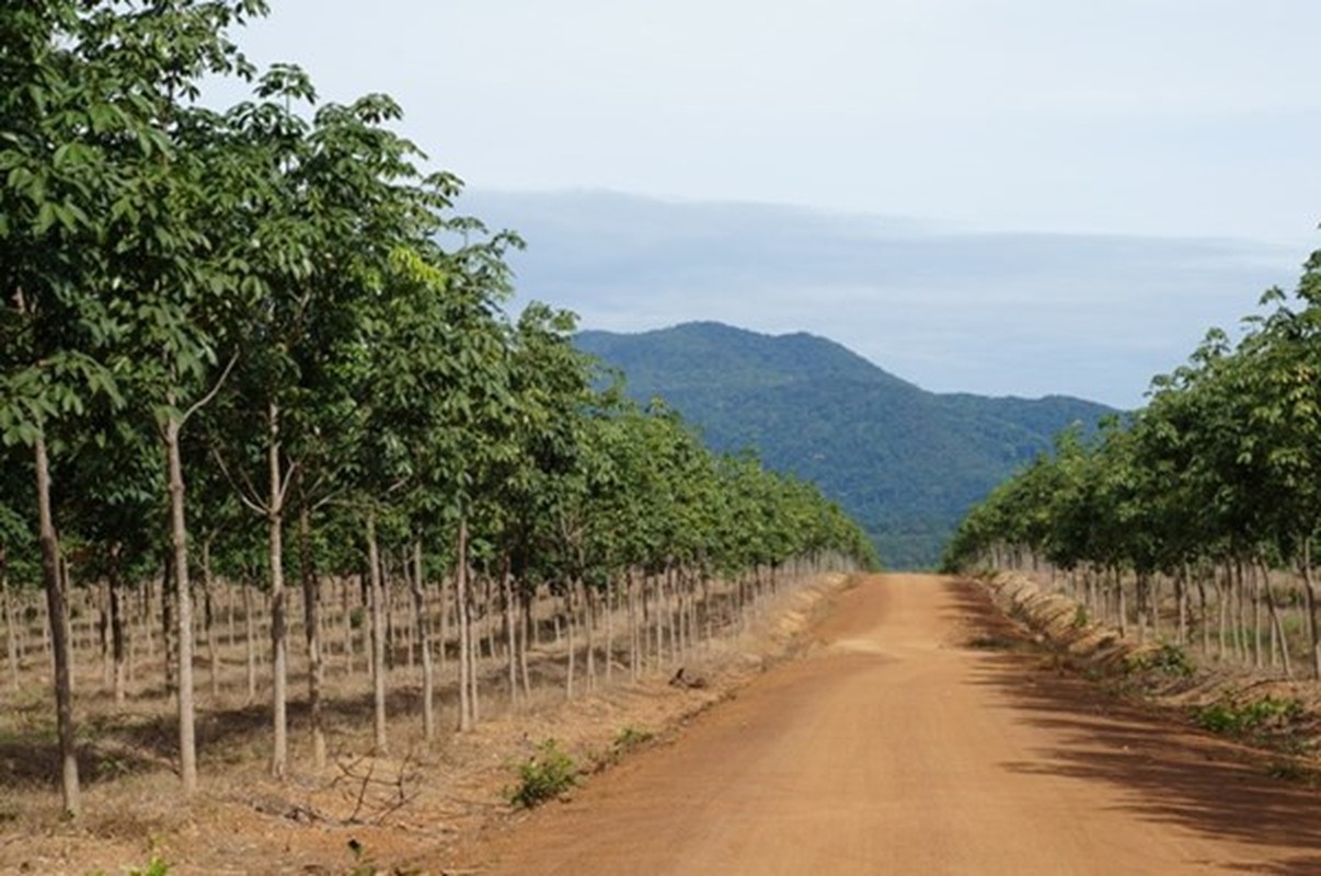 Bau Duc co nong truong gi gan dap thuy dien bi vo?-Hinh-4